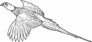 Flying Pheasant