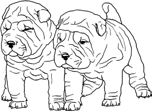 Shar-Pei Puppies