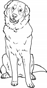 Pyrenean Mountain Dog