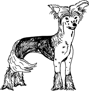 Chinese Crested Dog
