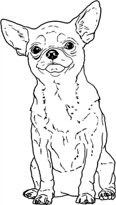 Sitting Chihuahua