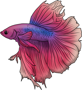 Siamese Fighting Fish
