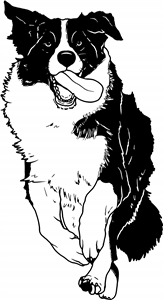 Running Border Collie