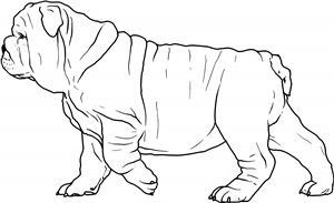 English Bulldog