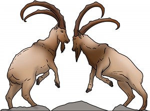 Fighting Goats