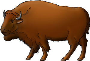 American Bison