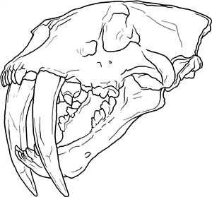 Saber-toothed Tiger Skull