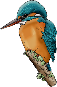 Kingfisher