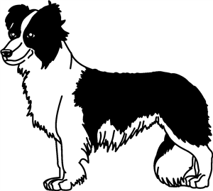 Border Collie