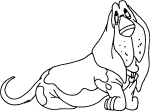 Basset Hound
