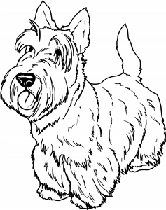 Scottish Terrier
