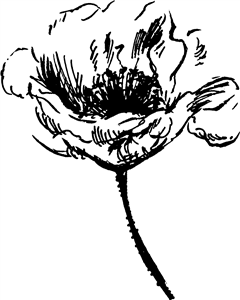 Poppy Flower
