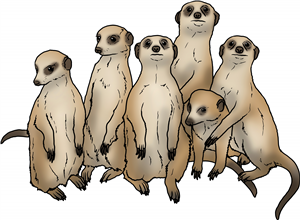 Mob Of Meerkats