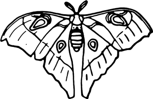 Silk Moth