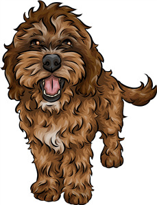 Cockapoo