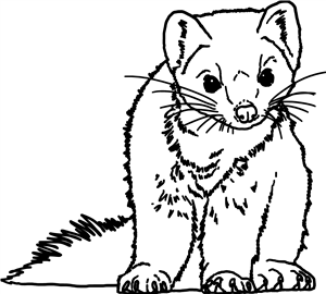 Pine Marten