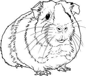Guinea Pig