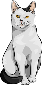 Black & White Cat