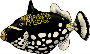 Clown Triggerfish