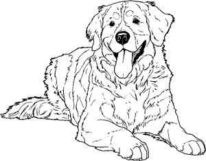 Bernese Mountain Dog