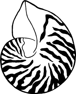 Seashell