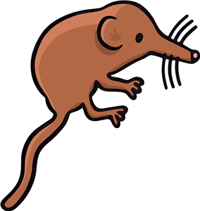 Brown Shrew