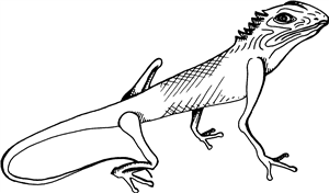 Curious Lizard