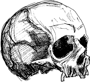 Skull