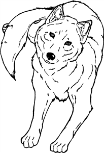 Husky