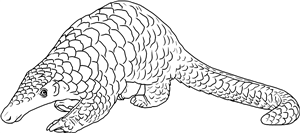 Cute Pangolin