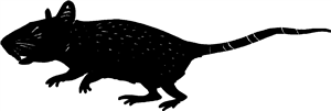 Spotted Rat