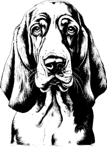 Basset hound