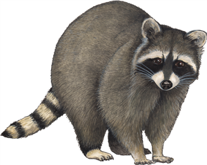 Raccoon