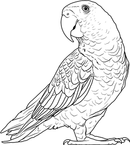 Cape Parrot