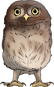 Little Owl