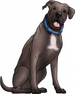 Cane Corso