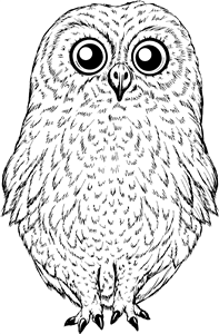 Cute Owl