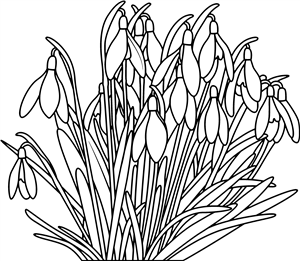 Snowdrops