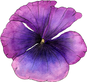 Violet Poppy