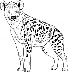 Hyena