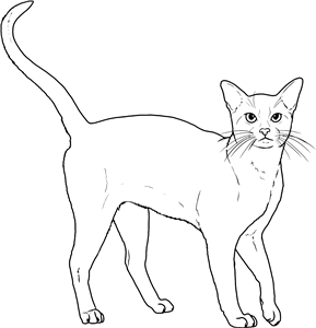 Abyssinian Cat