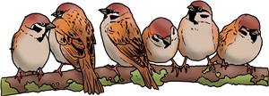 Sparrows On A Branch