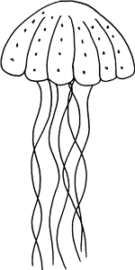 Jellyfish