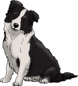 Sitting Border Collie