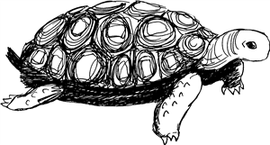 Cute Tortoise