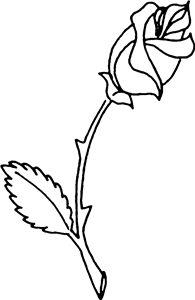Rose On A Stem