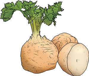 Celeriac