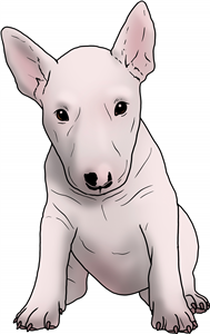 English Bull Terrier