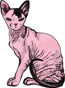 Sphynx Cat