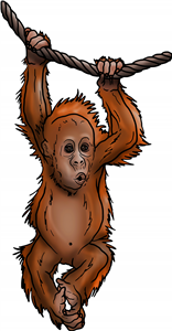 Baby Orangutan